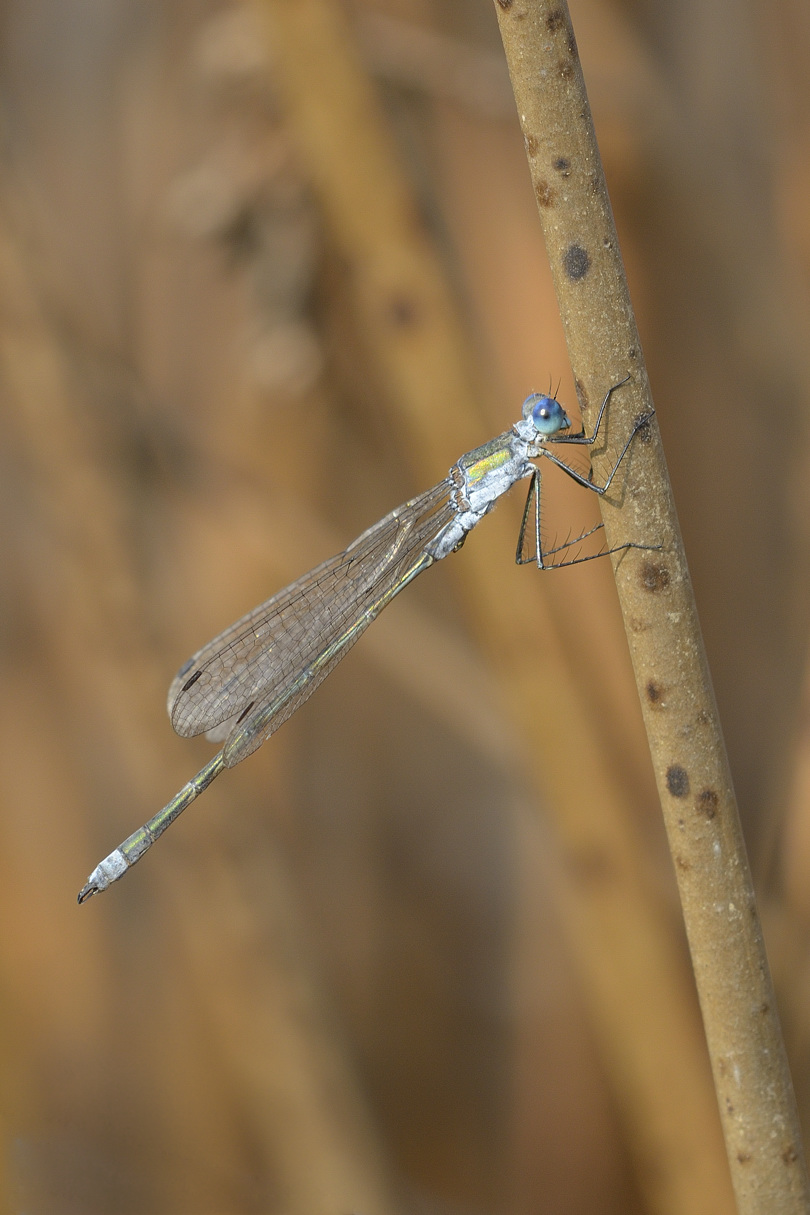 Quale Lestes ? sponsa & virens vestalis